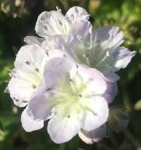 Phacelia dubia image