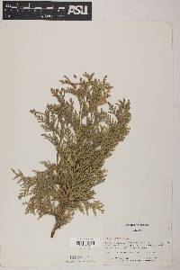 Thuja occidentalis image