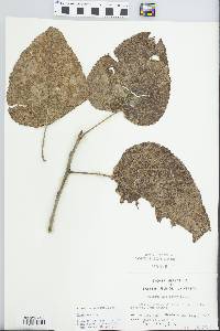 Populus heterophylla image