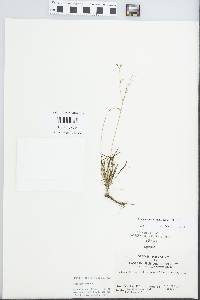 Phemeranthus rugospermus image