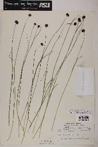 Juncus nevadensis image