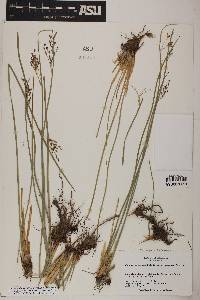 Juncus balticus subsp. ater image