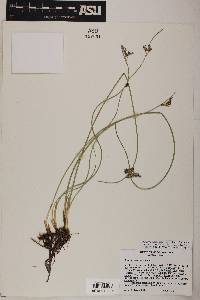 Juncus balticus subsp. ater image