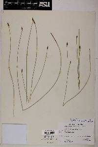 Eleocharis rostellata image