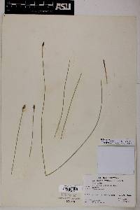 Eleocharis rostellata image