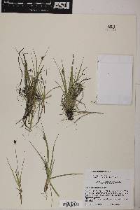 Carex athrostachya image