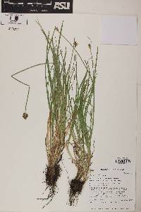 Carex athrostachya image