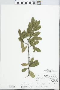 Sideroxylon lanuginosum image