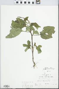 Heliotropium indicum image