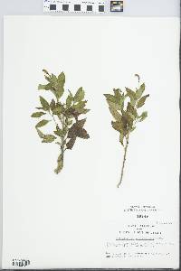 Heliotropium angiospermum image