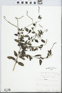 Heliotropium angiospermum image