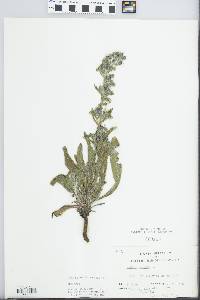 Echium vulgare image