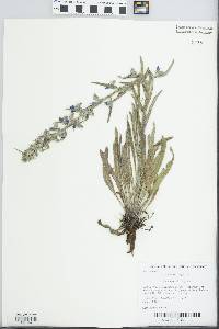 Echium vulgare image