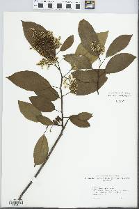 Ehretia acuminata image