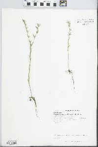 Buglossoides arvensis image