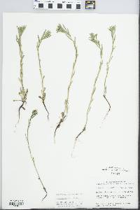 Buglossoides arvensis image