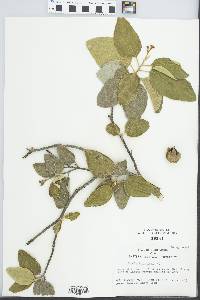 Cordia boissieri image