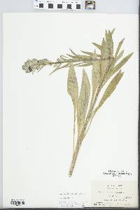 Cynoglossum officinale image