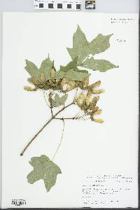 Acer nigrum image