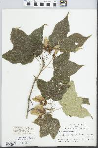 Acer saccharum var. rugelii image