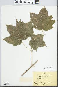 Acer platanoides image