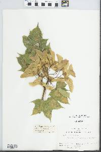 Acer platanoides image