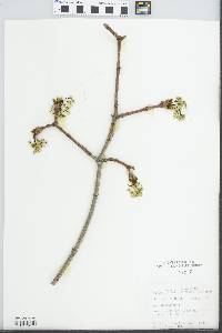 Acer platanoides image