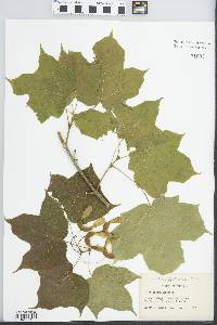 Acer nigrum image