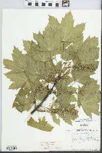 Acer pseudoplatanus image