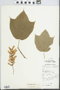 Acer pennsylvanicum image