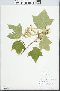 Acer pensylvanicum image