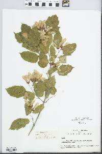 Acer tataricum image