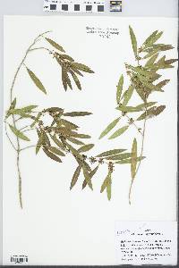 Phillyrea angustifolia image