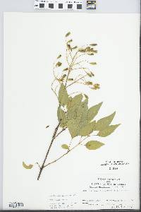 Syringa amurensis image