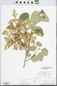 Syringa amurensis image