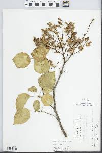 Syringa amurensis image