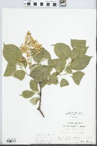 Syringa amurensis image