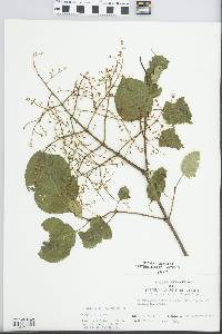 Syringa reticulata subsp. amurensis image