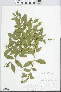 Ligustrum obtusifolium image