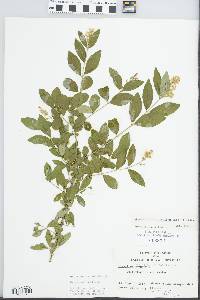 Ligustrum obtusifolium image