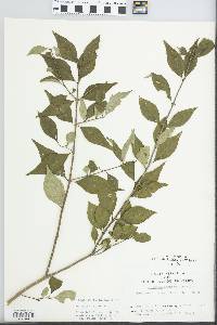 Forestiera acuminata image