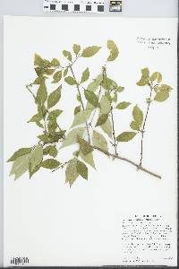 Forestiera acuminata image