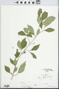 Forestiera acuminata image