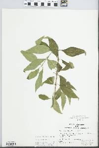 Forestiera acuminata image