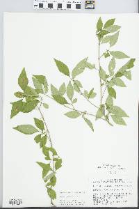 Forestiera acuminata image