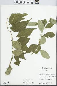 Forestiera acuminata image