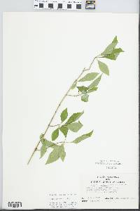 Forestiera acuminata image