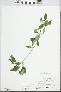 Forestiera acuminata image