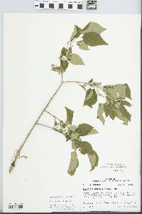 Forestiera acuminata image