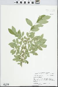 Ligustrum vulgare image